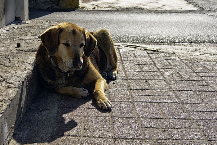 狗，宠物，狗，家养，单一动物，家养动物，动物主题，哺乳动物