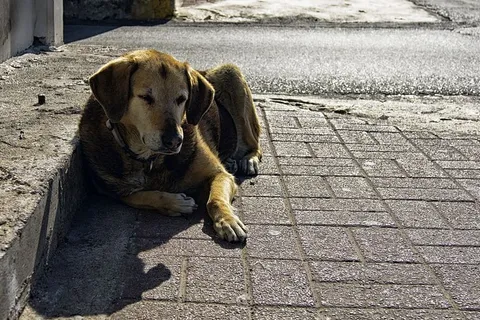 狗，宠物，狗，家养，单一动物，家养动物，动物主题，哺乳动物