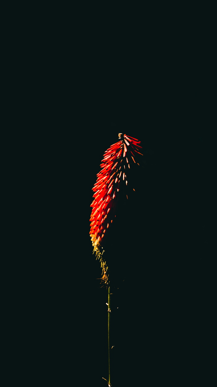 花，艺术，黑色，复制空间，没有人，自然，夜晚，低角度观看
