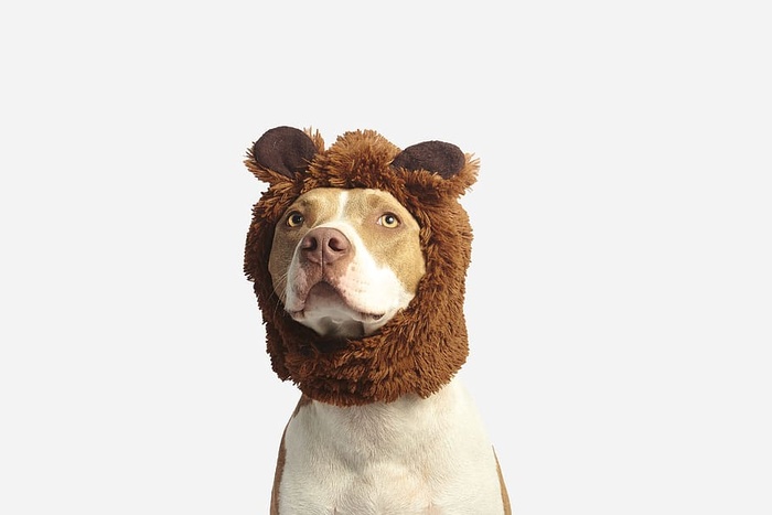 棕色和白色的美国比特斗牛犬，棕色服装