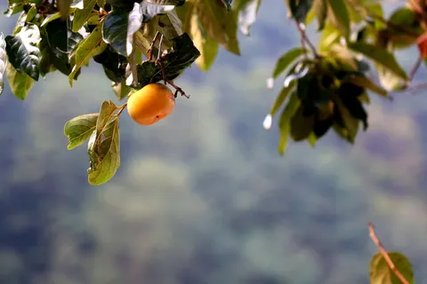 柿子,水果,秋天,收获,茄子,自然,天空,秋天 柿子,水果,秋天,收获,茄子,自然,天空,秋天