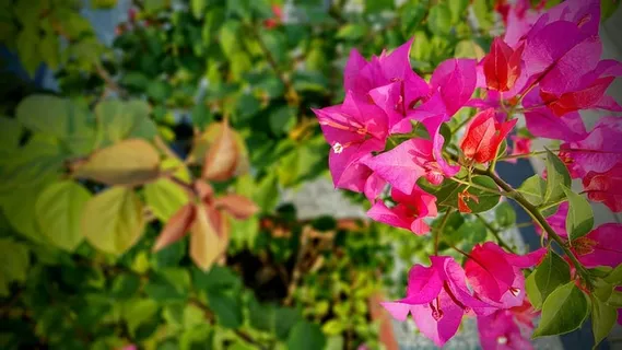 自然,花朵,夏天,花园,美丽,盛开,盛开,盛开 自然,花朵,夏天,花园,美丽,盛开,盛开,盛开