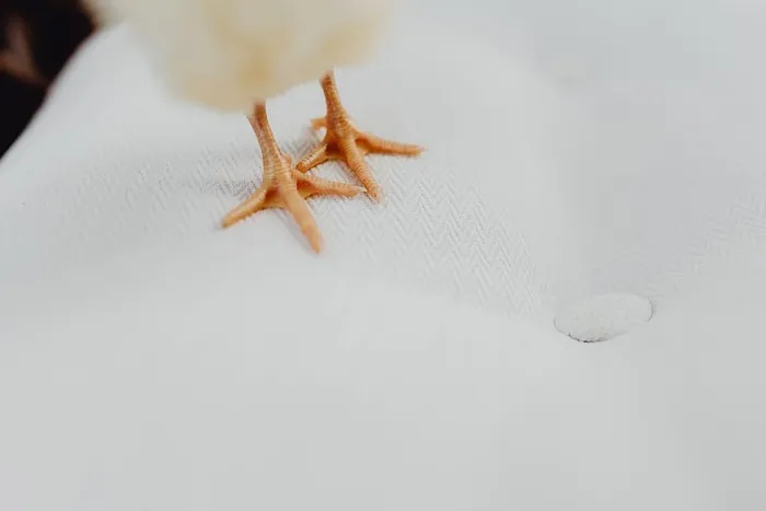 新生小鸡和笔记本电脑