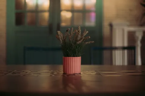 桌上的盆栽植物 桌上的盆栽植物