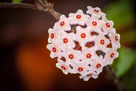 马利筋,花园,花,自然,美味,植物,注重前景,新鲜 马利筋,花园,花,自然,美味,植物,注重前景,新鲜