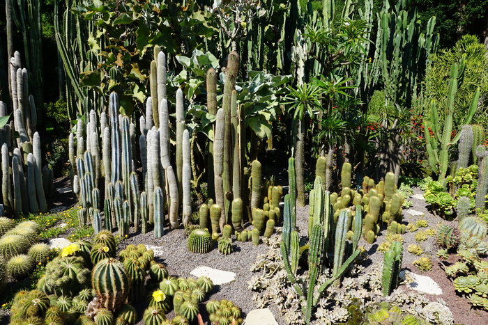仙人掌，绿色，植物，植物园，尤伯林根，生长，自然，没有人