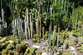 仙人掌，绿色，植物，植物园，尤伯林根，生长，自然，没有人