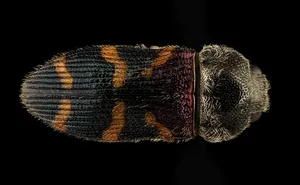 甲虫，宏，坐骑，野生动物，自然，昆虫，美国地质勘探局，特写