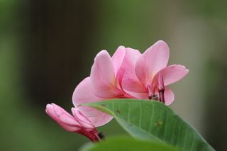 更多信息，fragrapanti，flowers，frangipani，frangipani flowers，粉色，nature，粉色