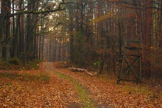 讲坛、树叶、旅游、小径、树木、景观、阳光、阴影