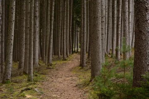 照片，森林，白天，恢复，离开，路径，自然，迁徙路径
