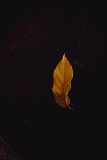 叶子,植物,天文学,太空,外太空,宇宙,自然,户外 叶子,植物,天文学,太空,外太空,宇宙,自然,户外