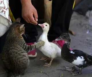率，猫，食物，动物，对抗，帮派，宠物，搞笑