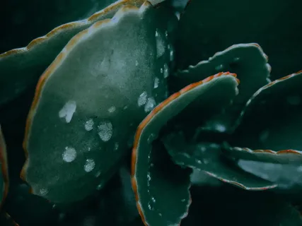 鱼、动物、植物、户外、自然、水、水生、树木