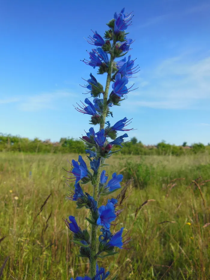 echium vulgare l，花蜜植物，echium vulgare，花蜜，植物，野生植物，特写，开花