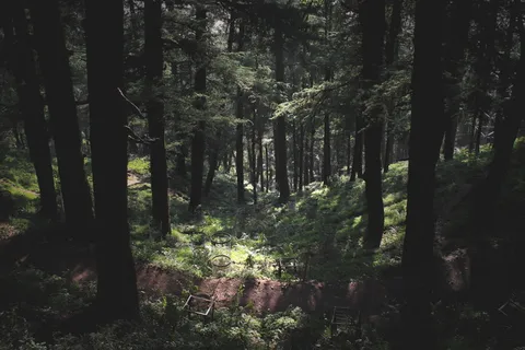 印度,shimla,wild,hippy,intothewild,nature,trees,NatureBorn 印度,shimla,wild,hippy,intothewild,nature,trees,NatureBorn