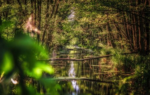 渠道、河流、水、自然、灌木、景观、树木、绿色