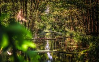 渠道、河流、水、自然、灌木、景观、树木、绿色