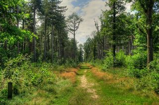 多边形森林、多边形木材、佛兰德斯、polygoonbos、第一次世界大战、战场、ieper、工厂