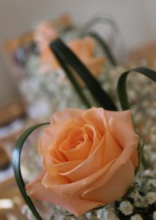 玫瑰、场合、庆典、鲜花、礼物、爱情、浪漫、周年纪念