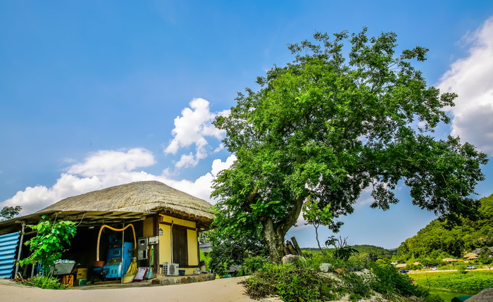 房子、古树、绿色、历史、传统、韩国、民俗、村庄