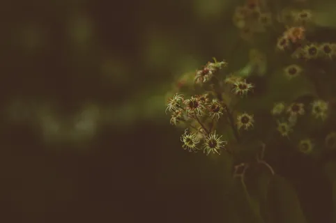 浅, 聚焦摄影, 黄色, 鲜花, 黑暗, 模糊, 散景, 花 浅, 聚焦摄影, 黄色, 鲜花, 黑暗, 模糊, 散景, 花