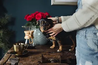 享受一杯精心调制的咖啡，和一只狗玩耍
