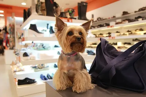 约克郡梗，狗，动物，亲爱的，小狗，宠物，宠物，家畜