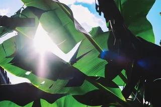 叶，植物，绿色，圣保罗，巴西，光，火炬，人