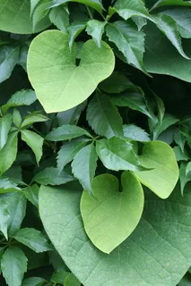 马兜铃、马兜铃、匍匐植物、弗吉尼亚匍匐植物、五叶地锦、叶子、植物部分、绿色 马兜铃、马兜铃、匍匐植物、弗吉尼亚匍匐植物、五叶地锦、叶子、植物部分、绿色