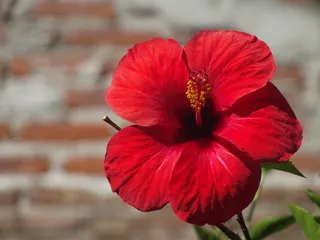 花卉，月季，月季，月季，月季，月季，夏季，自然，植物群