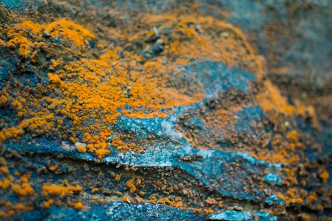 苔藓、石头、橙色、纹理、特写、无人、全帧、背景