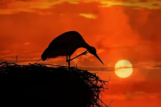 鹳，鸟，动物，巢，抓挠，腿，头，喙