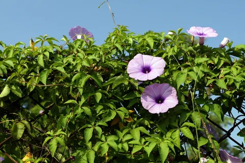 花,牵牛花,植物,带刺铁丝网,自然,夏天,花瓣,开花植物 花,牵牛花,植物,带刺铁丝网,自然,夏天,花瓣,开花植物