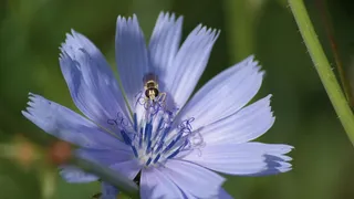 开花，开花，昆虫，自然，宏观，植物，花，开花植物