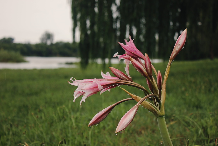 植物，花朵，花朵，石蒜科，草，百合，树，绿色