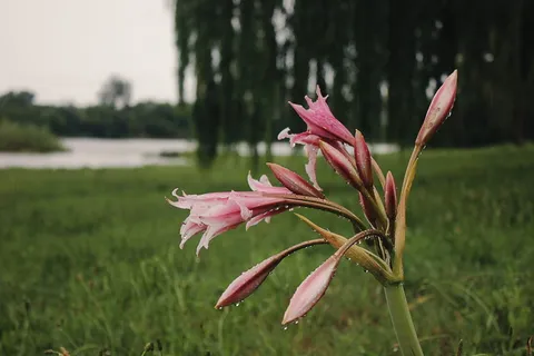 植物，花朵，花朵，石蒜科，草，百合，树，绿色