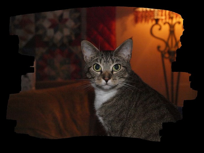 莉莉，动物，猫，家养，家养猫，宠物，家养动物，一只动物