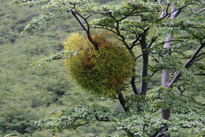 槲寄生，地衣，澳大利亚，植物，生长，树木，自然之美，树枝