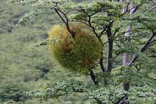 槲寄生，地衣，澳大利亚，植物，生长，树木，自然之美，树枝