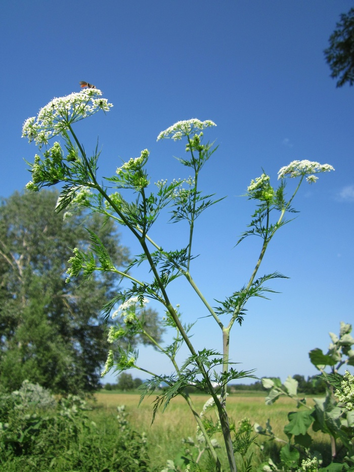 毛茛、芜菁、块根、球根、防风、野花、植物区系、植物学