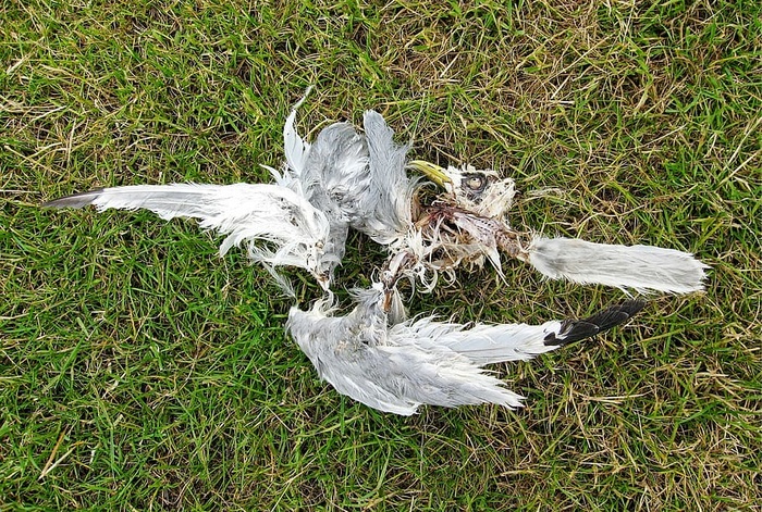 死亡，鸟，海鸥，海鸥，死亡，腐烂，死亡，死亡