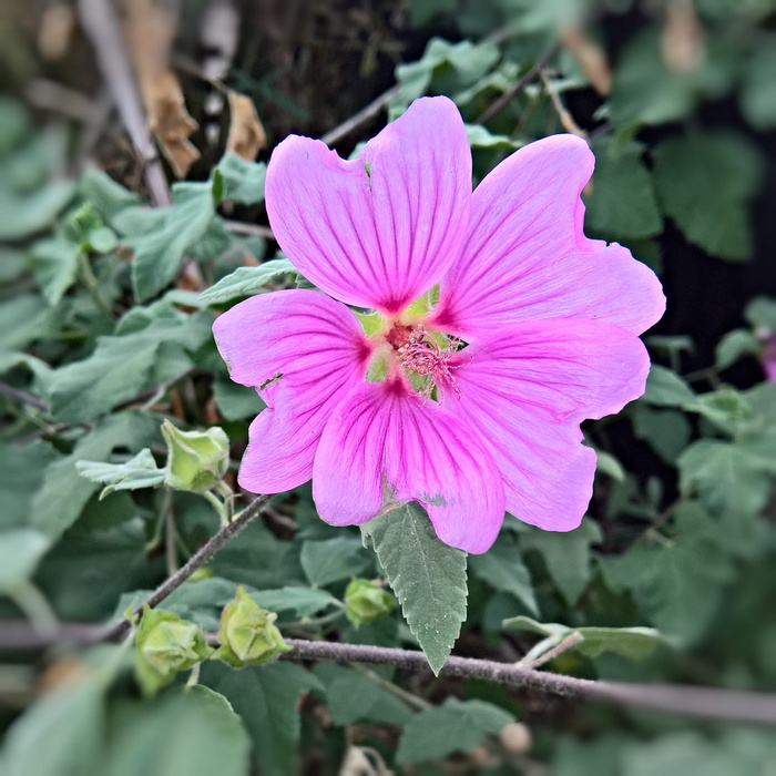 花，花园，芙蓉，植物，花，花园芙蓉，棉花糖，单花，关闭