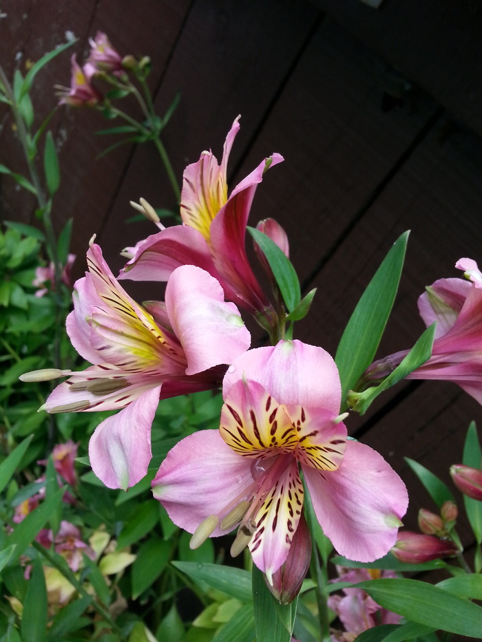 百合，印加，秘鲁百合，印加百合，金凤花，粉色花瓣，春花，自然