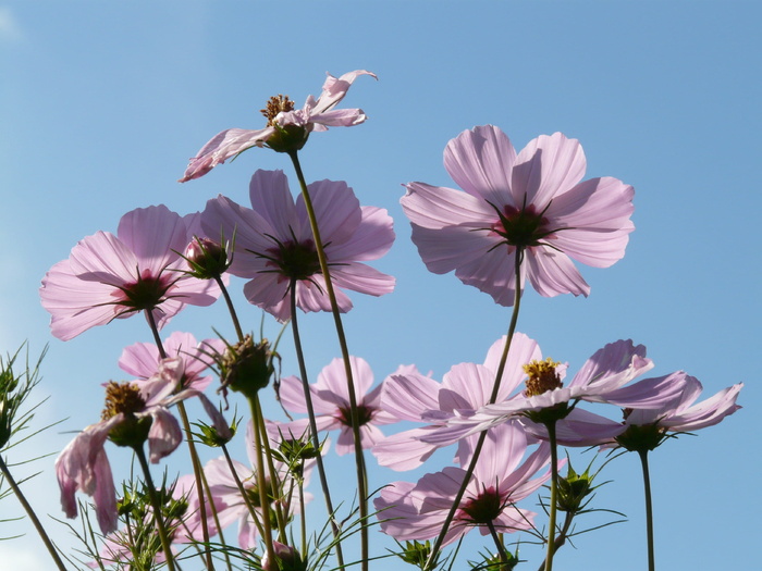 紫色，花，白天，紫色花，宇宙，cosmea，花，浅粉色