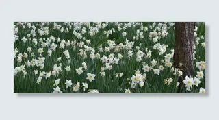 白花，春天，花，自然，复活节花，纳西斯，花，脸书背景