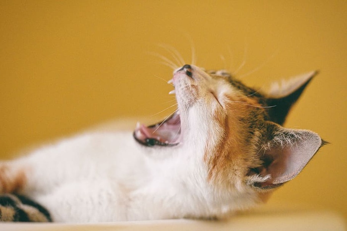 印花猫打哈欠