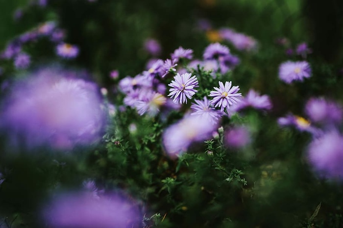 紫色花朵特写