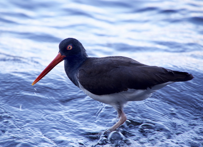 厄瓜多尔, 加拉帕戈斯群岛, 加拉帕戈斯鸟, 红眼圈鸟, 动物, 自然, 鸟, 野生动物