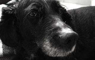 梅西科、埃卡泰佩克·德莫雷洛斯、黑白、宠物、狗、拉布拉多、马斯科塔、佩罗